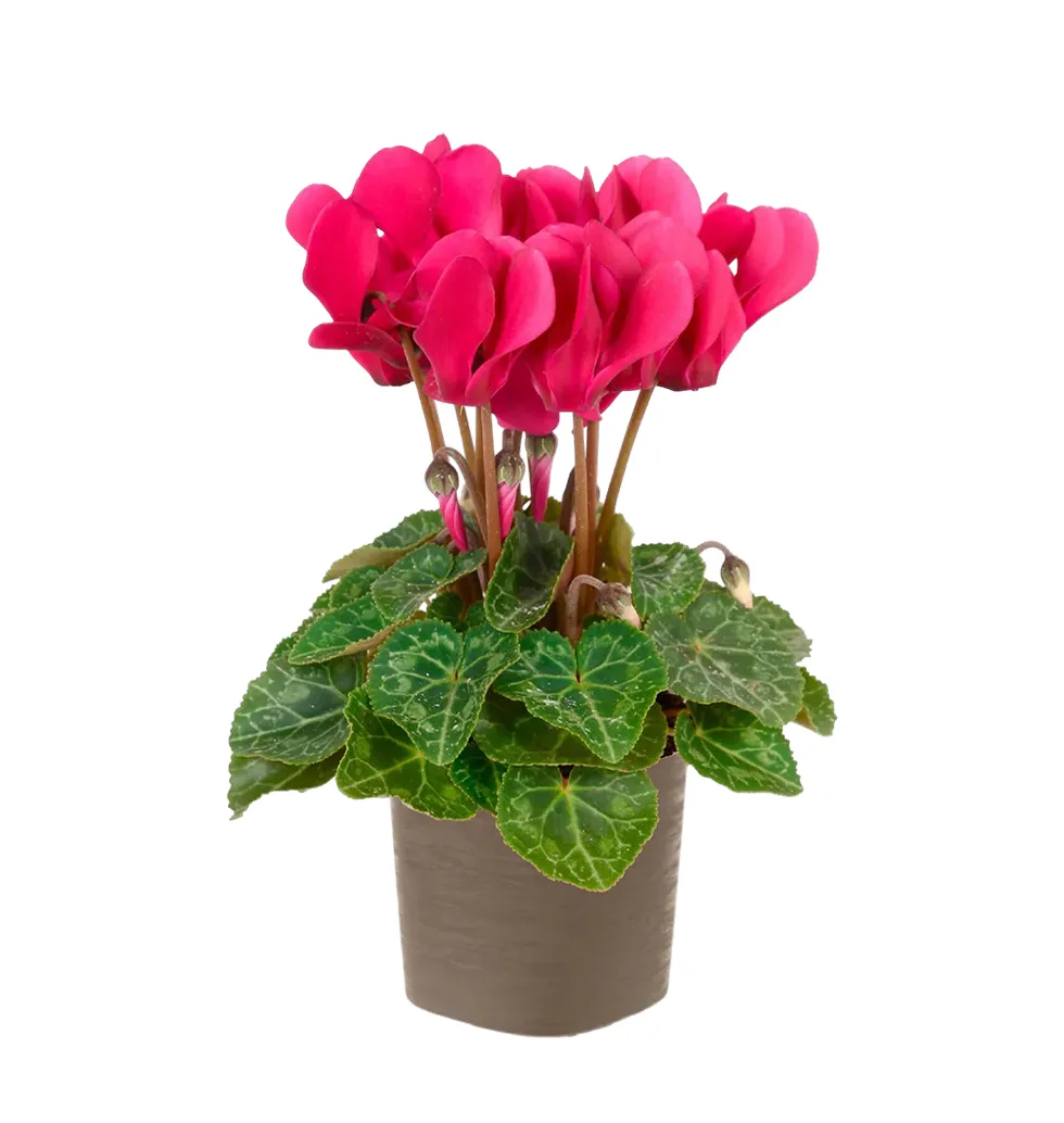 Exquisite Cyclamen Plant for Your Garden