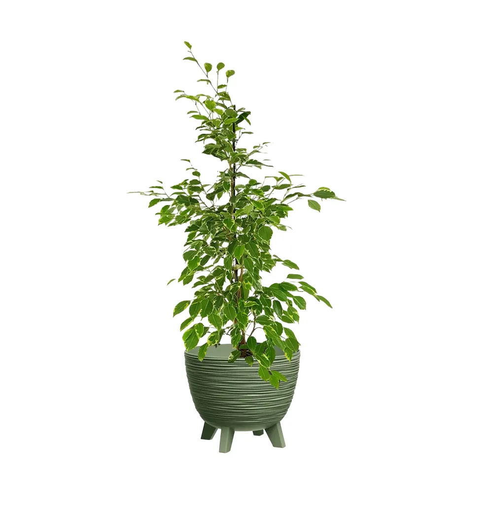 Artistic Ficus Benjamin Plant