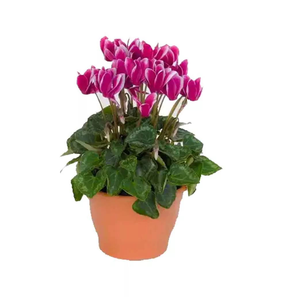 Tree Cyclamen