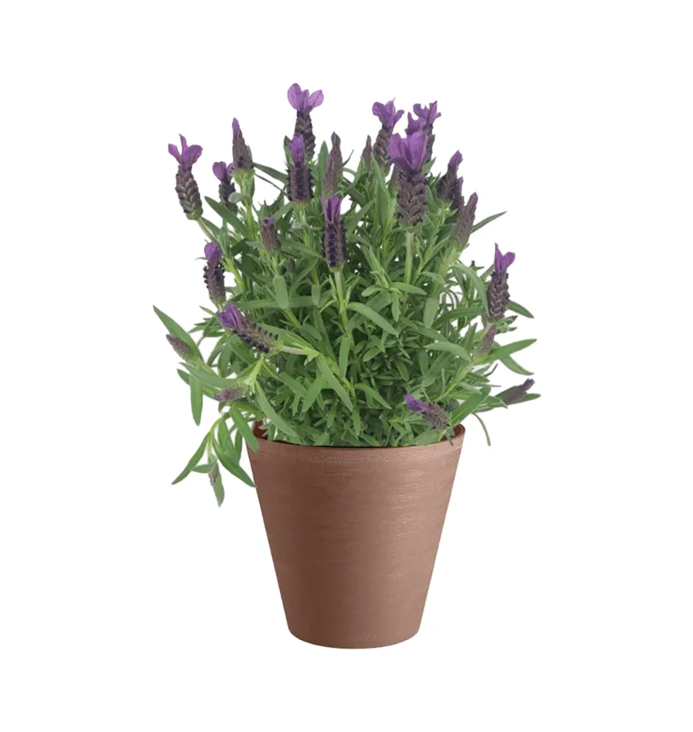 Vibrant Lavender Elegance