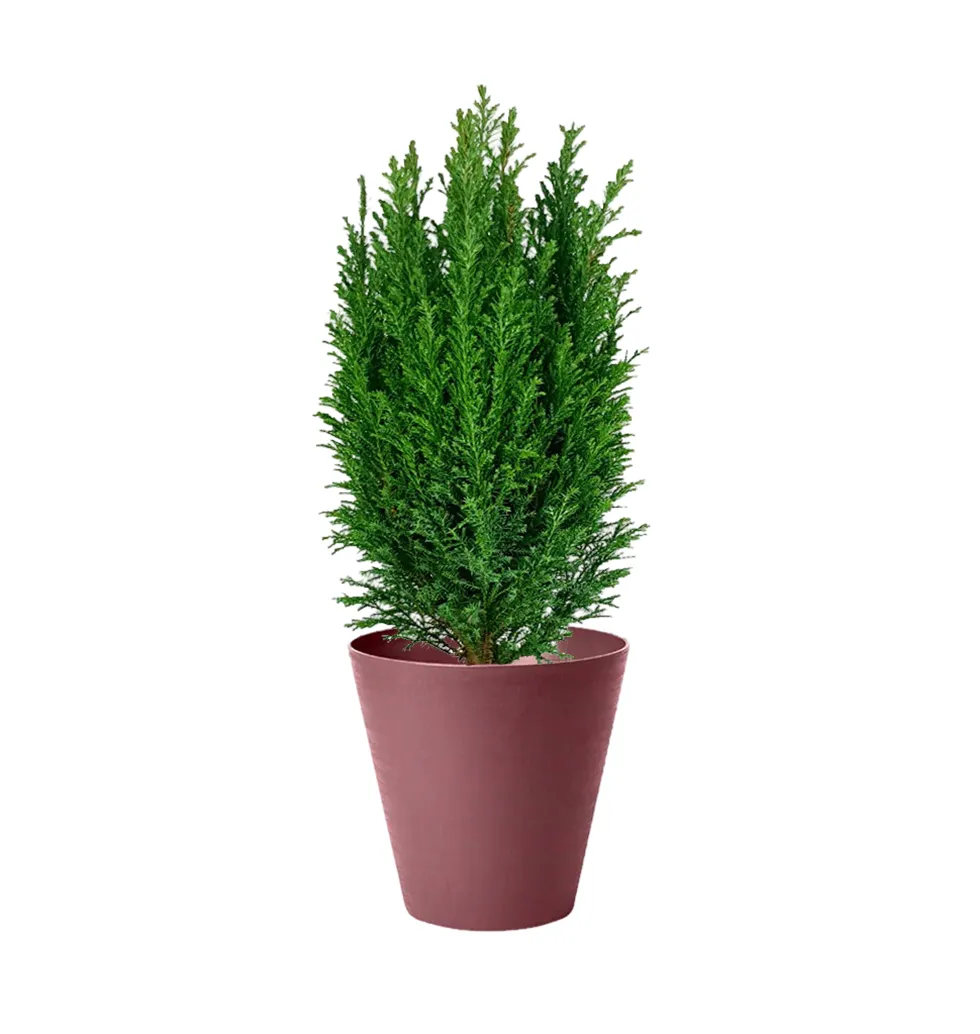 Evergreen Essence Cypress