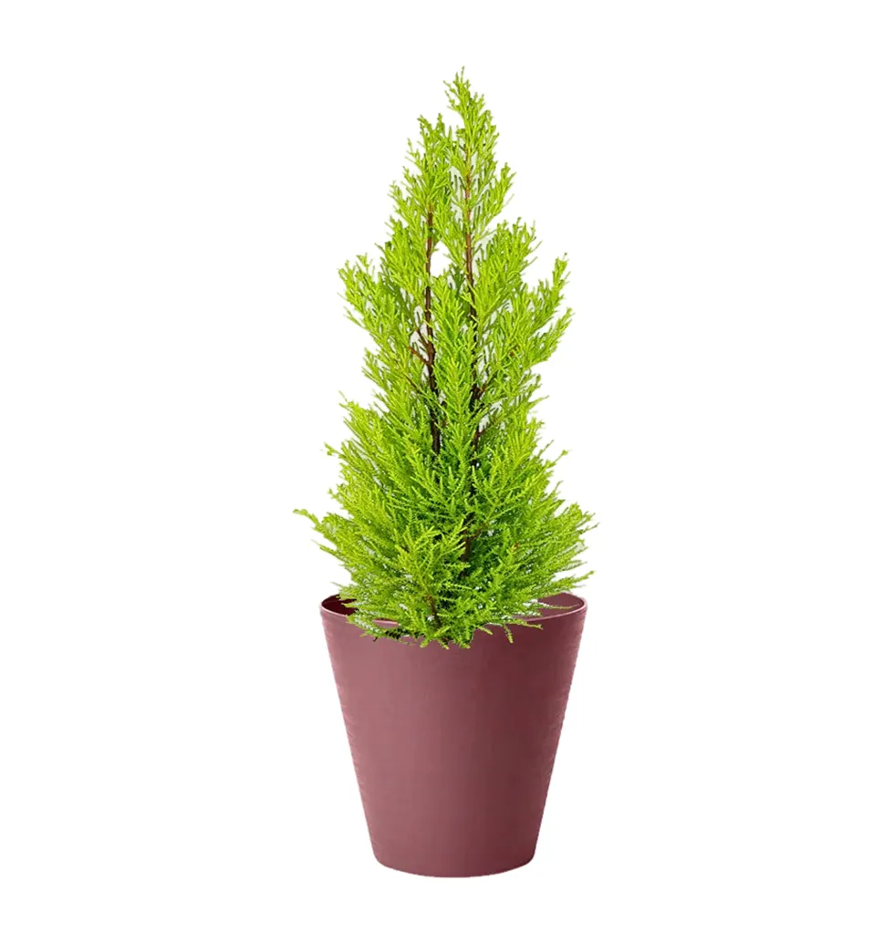Citrus Breeze Cypress