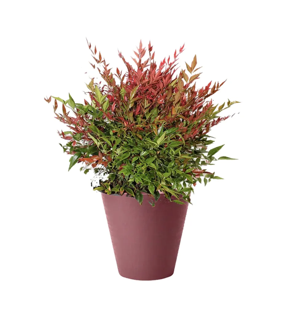 Sublime Nandina for Your Landscape