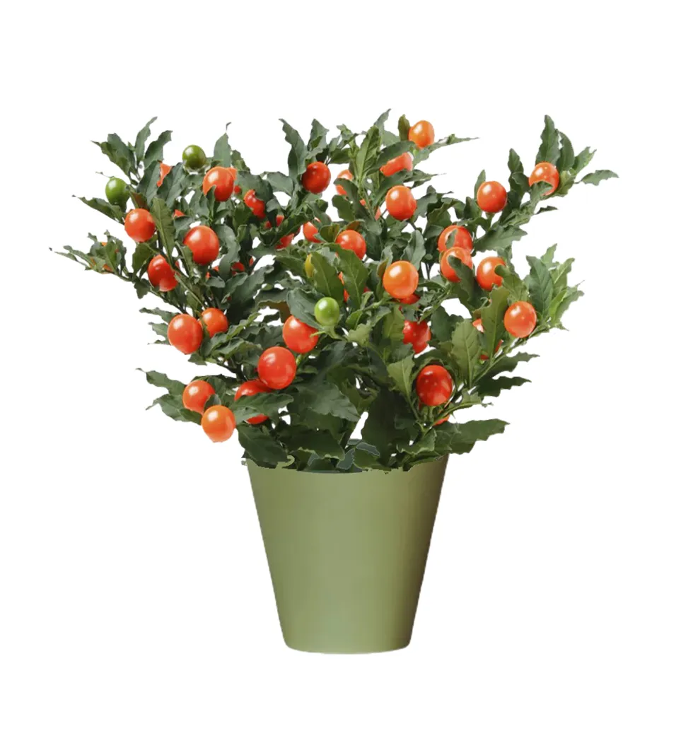 Elegant Solanum for Your Balcony