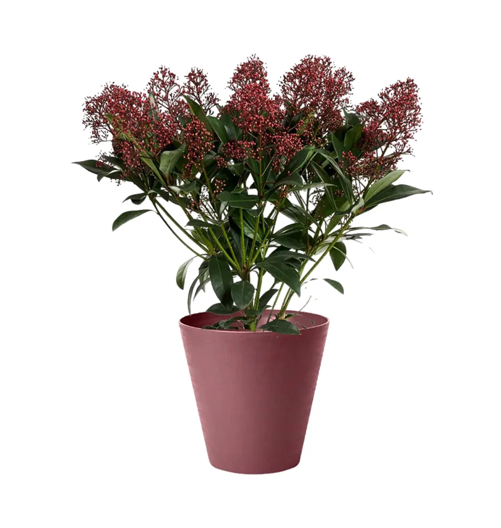 Sophisticated Skimmia Flora