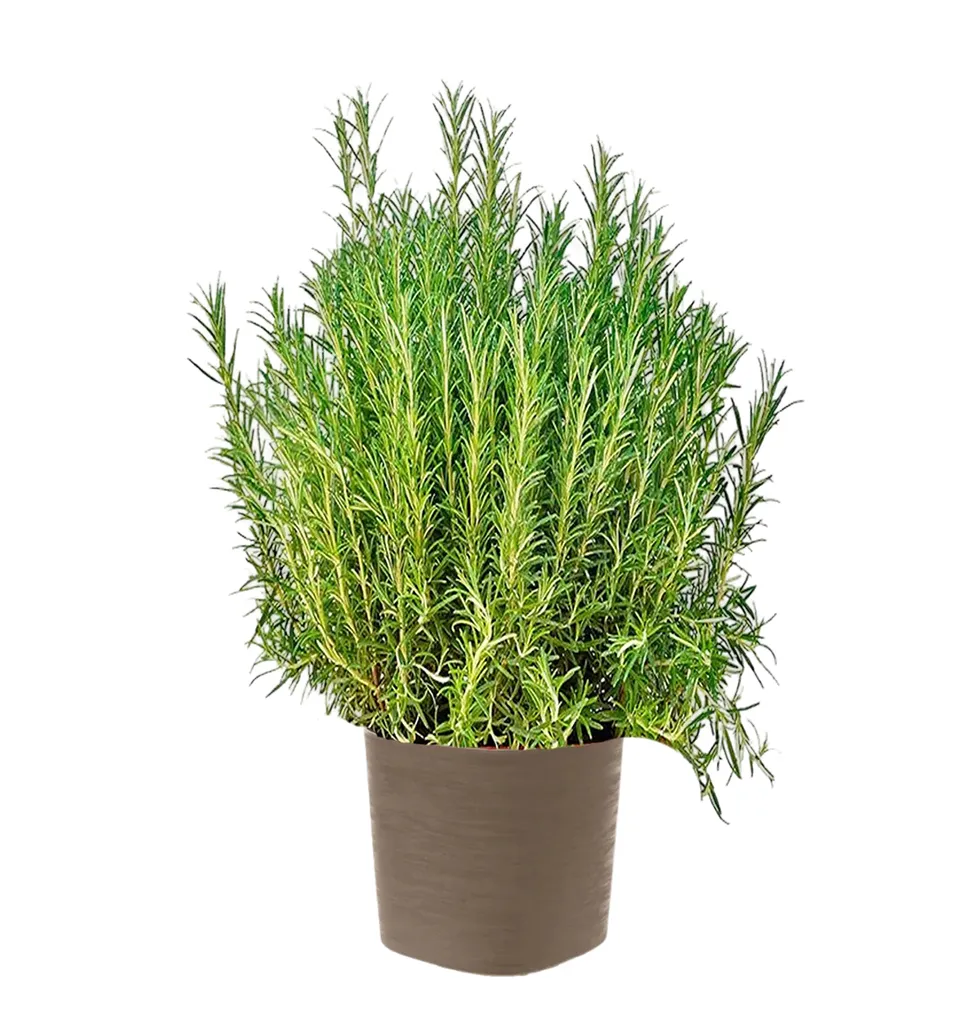 Stylish Rosemary Plant with Pot
