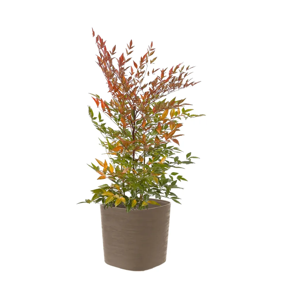Majestic Nandina for Outdoor Elegance