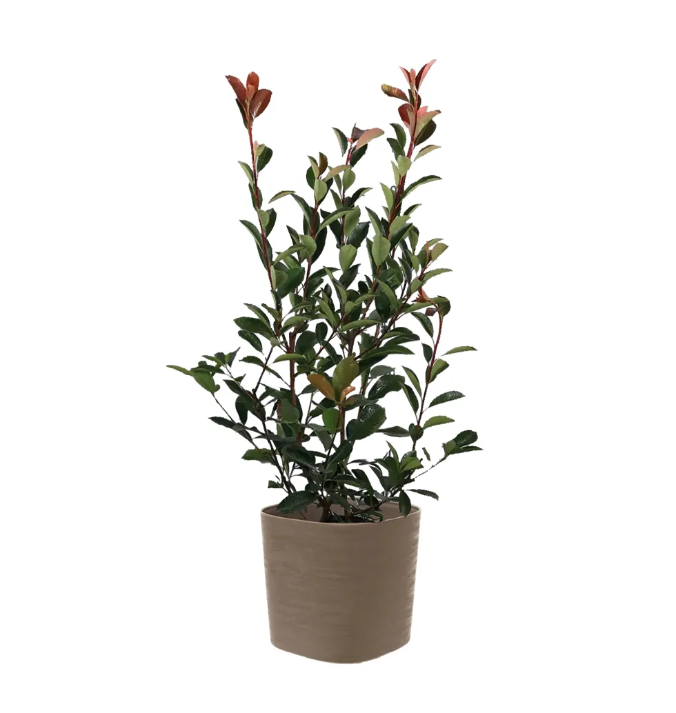 Elegant Glossy Photinia Red Robin