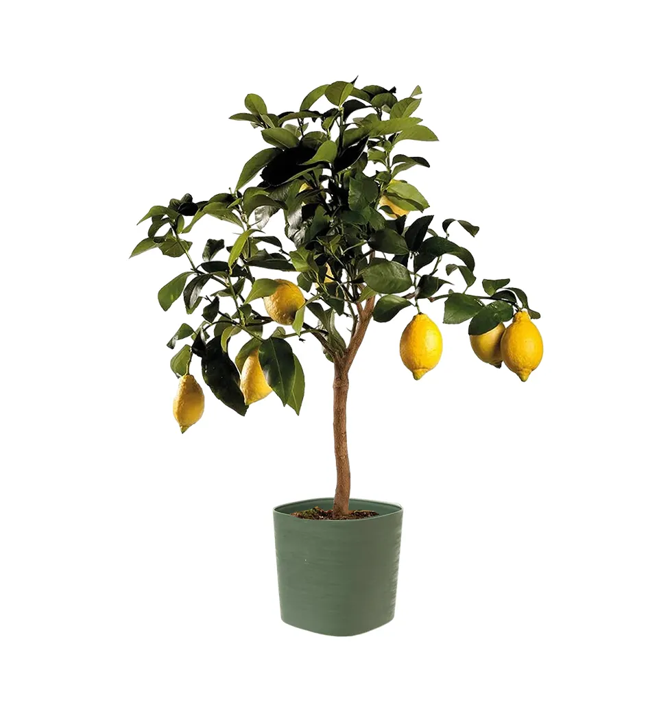 Citrus Wonderland Lemon Tree