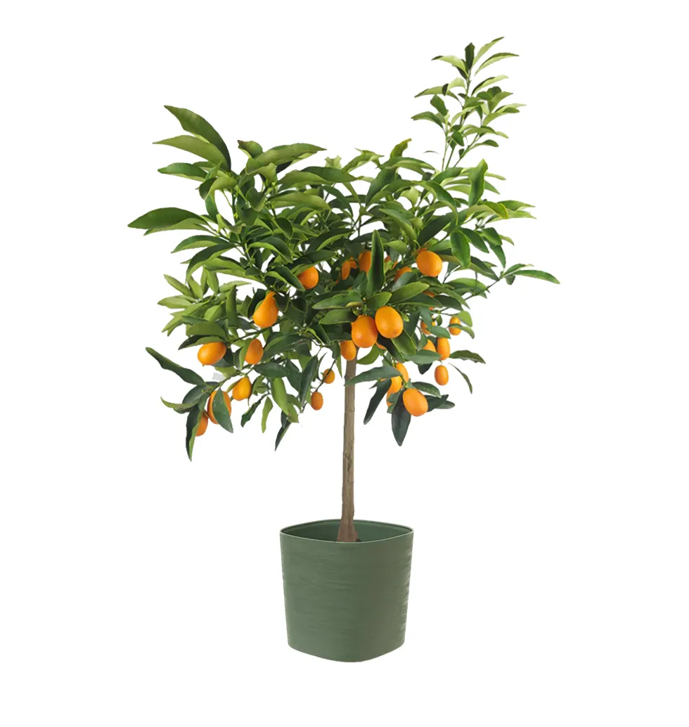 Delicious Mandarin Bliss