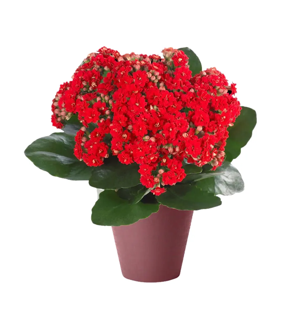 Radiant Indoor Companion