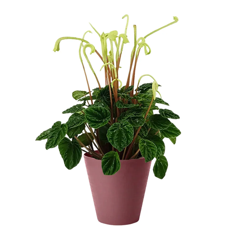 Charming Peperomia Showcase