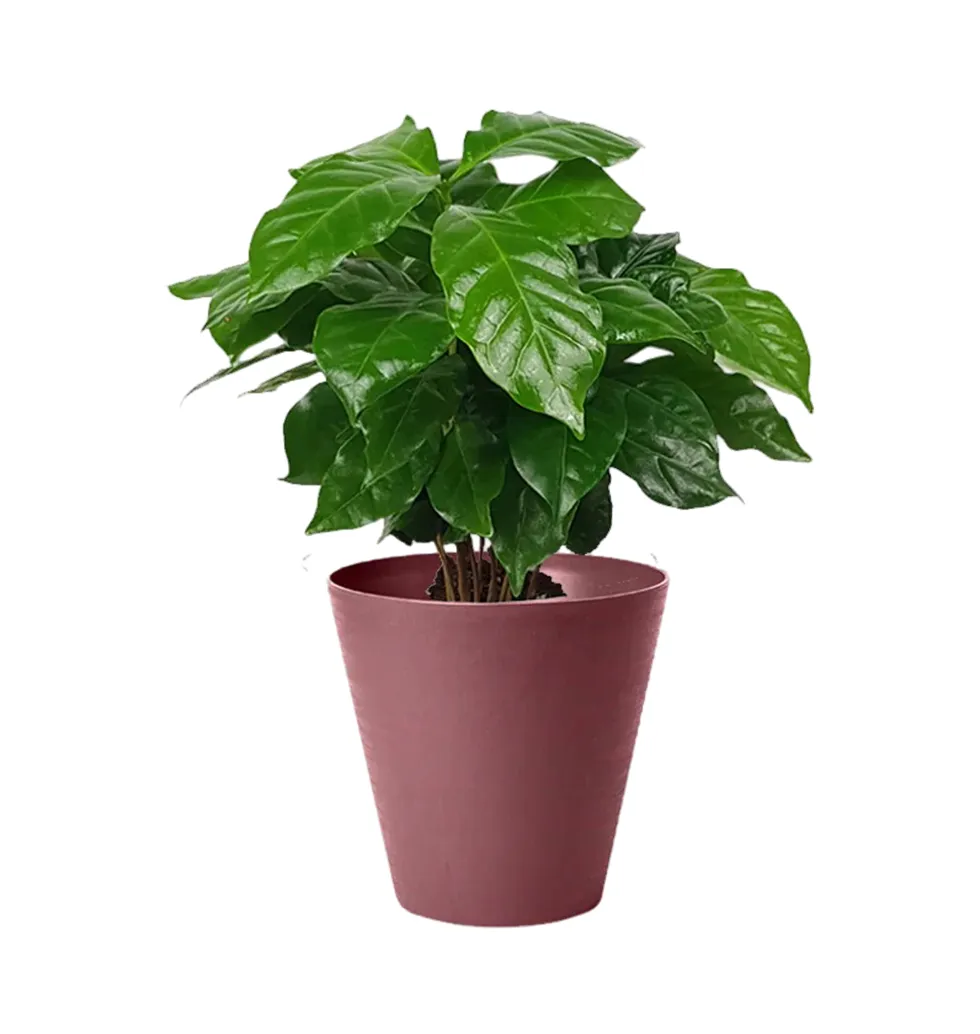 Coffee Haven Indoor Plant