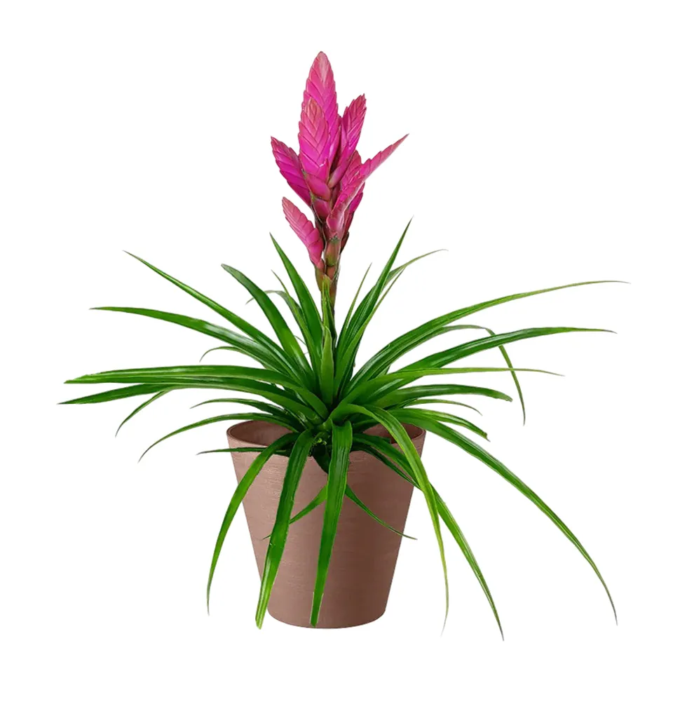 Vibrant Tillandsia Delight