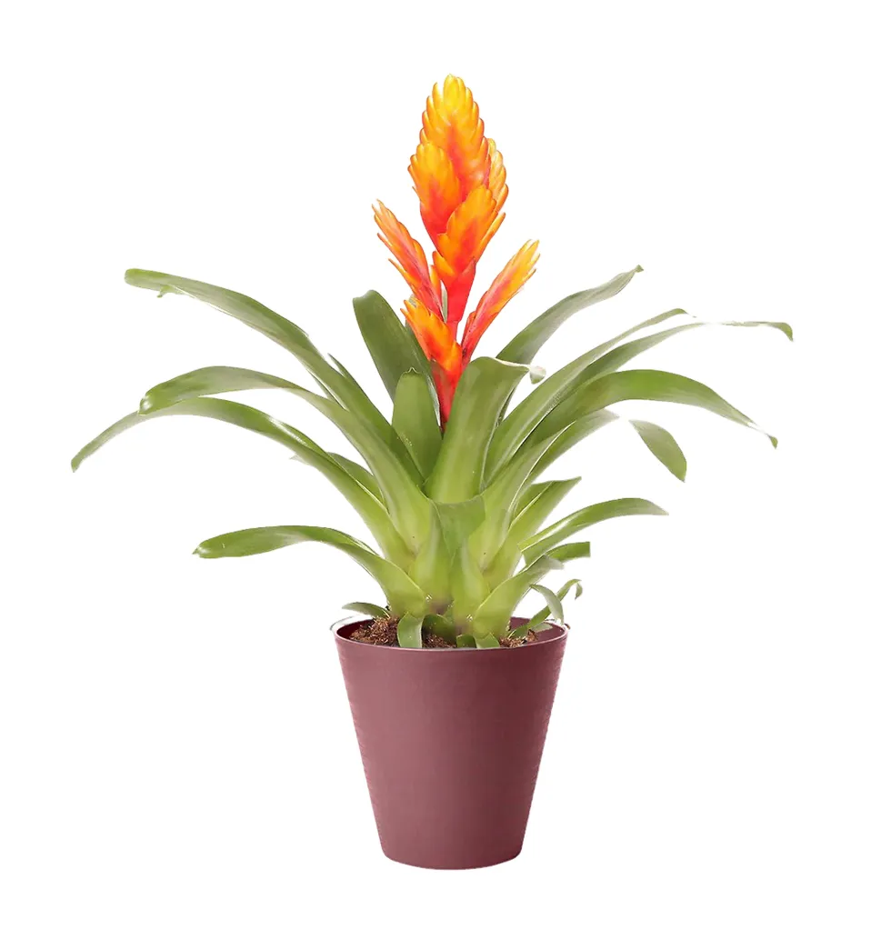 Charming Vriesea Delight