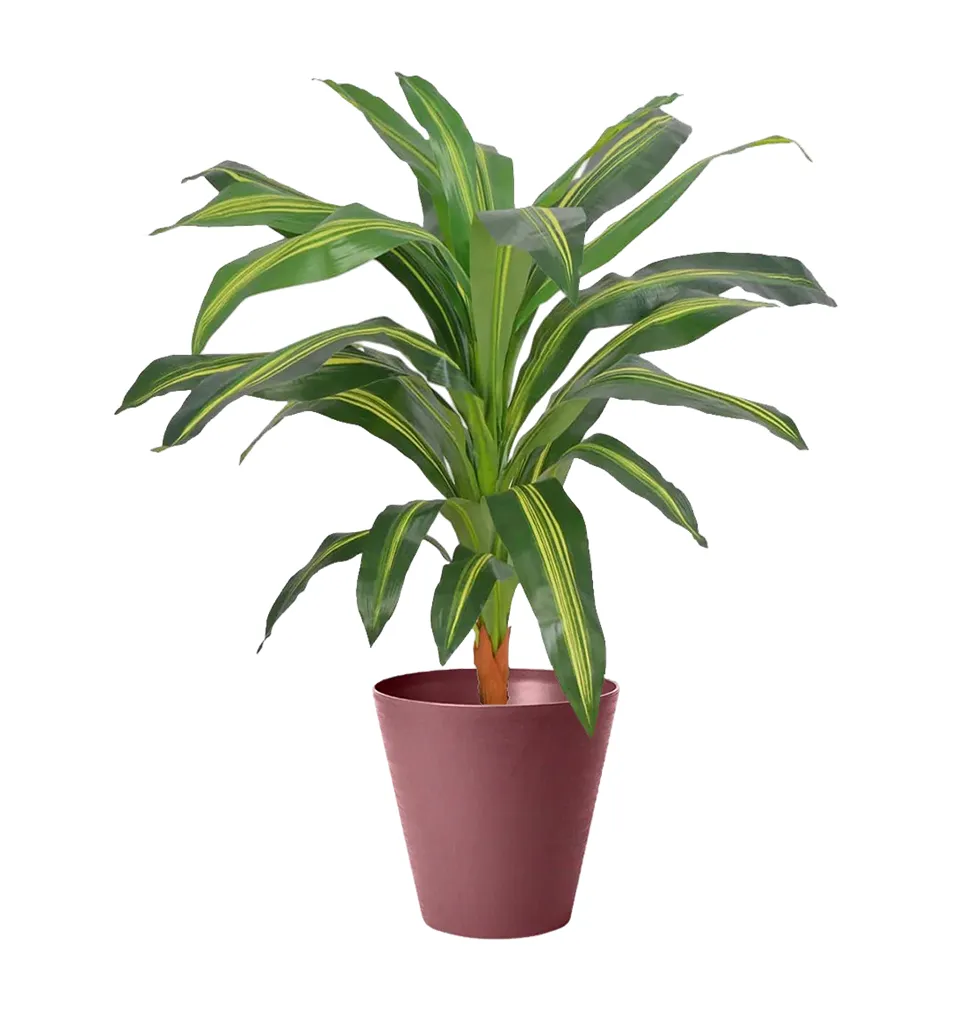 Chic Dracaena Home Companion
