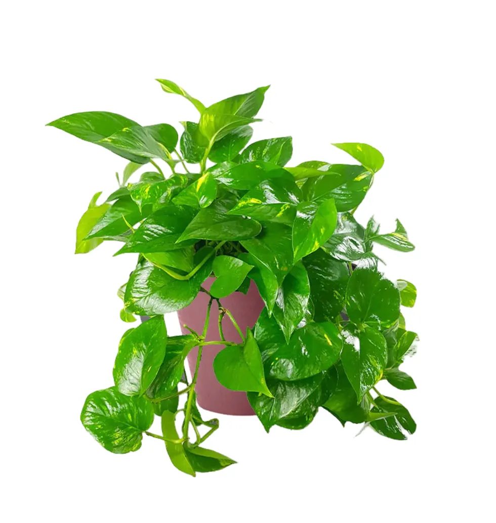 Serenity in Green: Pothos Plant