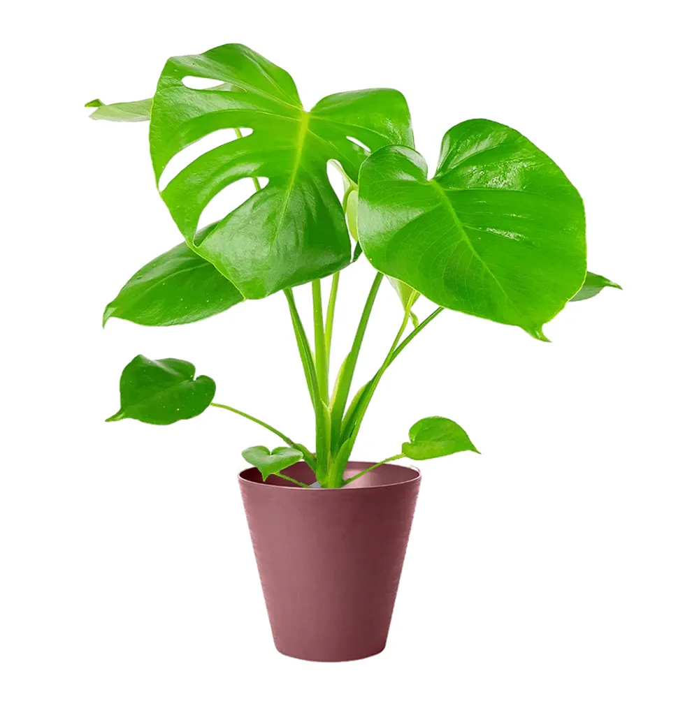 Monstera: The Perfect Indoor Companion