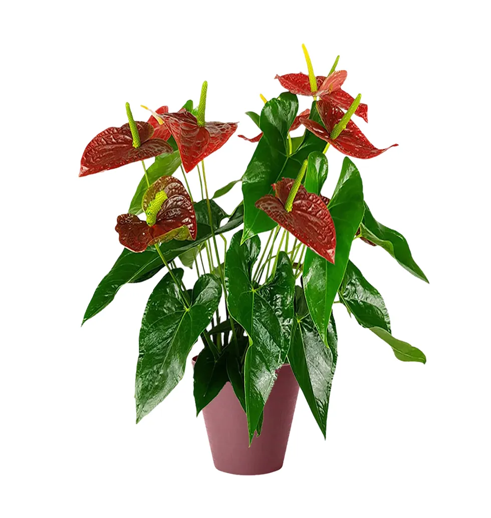 Elegant Anthurium Beauty