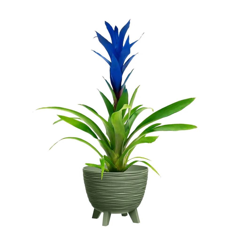 Vibrant Blue Guzmania Delight