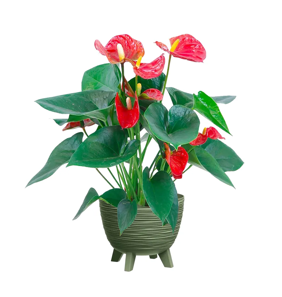 Exquisite Anthurium Beauty