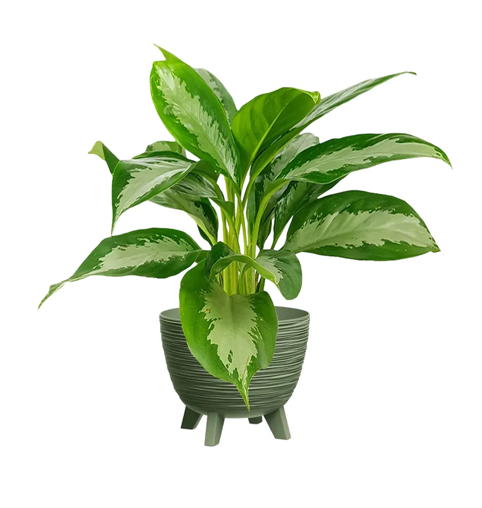 Mysterious Green Companion