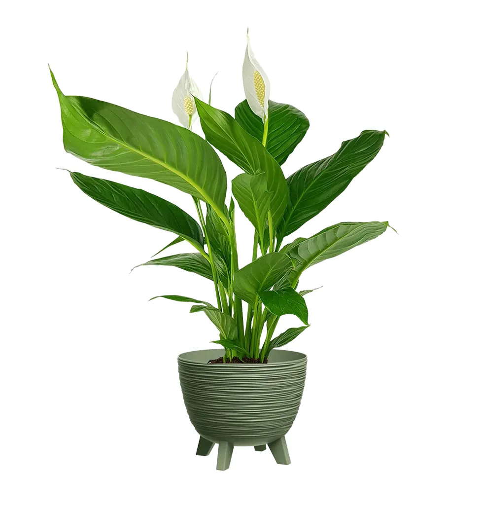 Charming Spathiphyllum