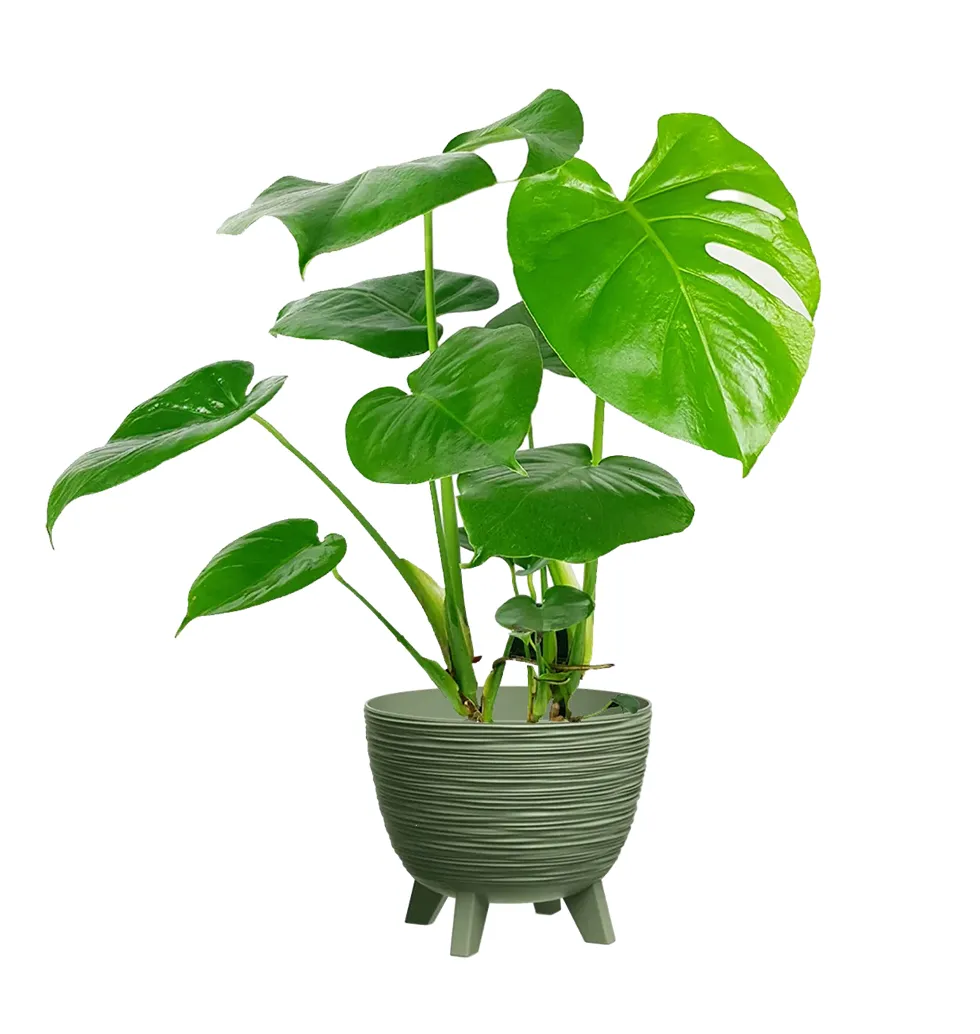 Chic Indoor Breadfruit Plant