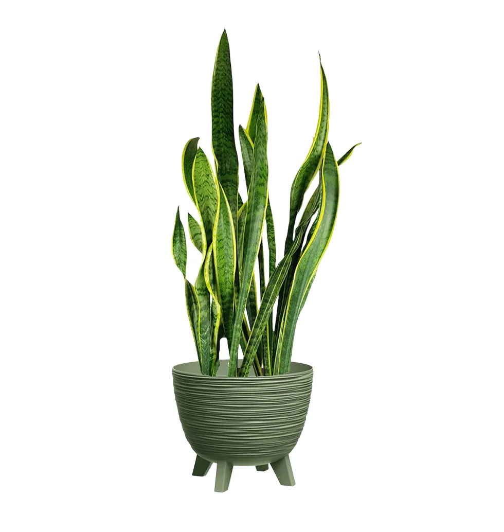 Vibrant Sansevieria