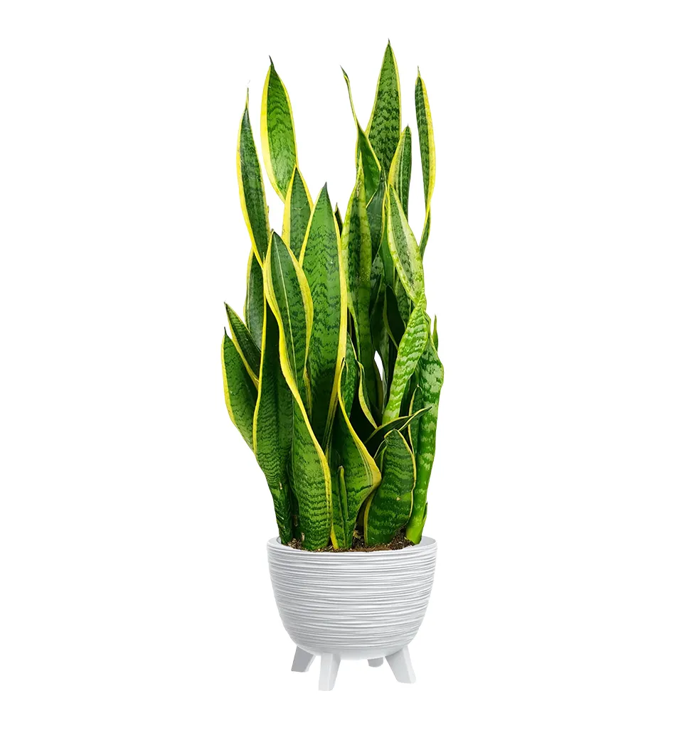 Radiant Sansevieria Experience