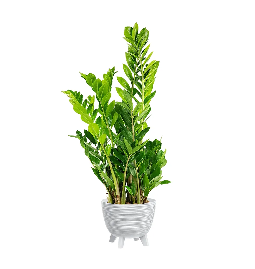 Zamia Plant for Effortless Decor