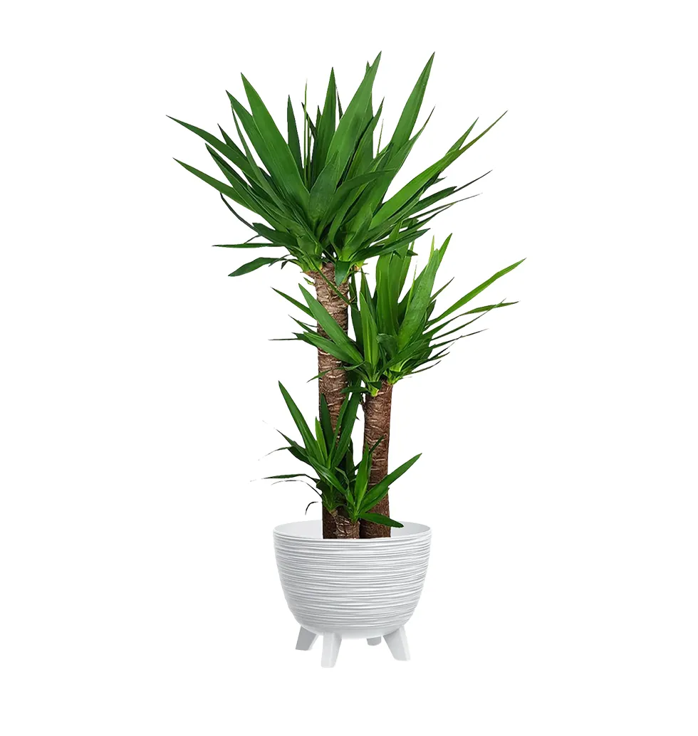 Stylish Indoor Yucca