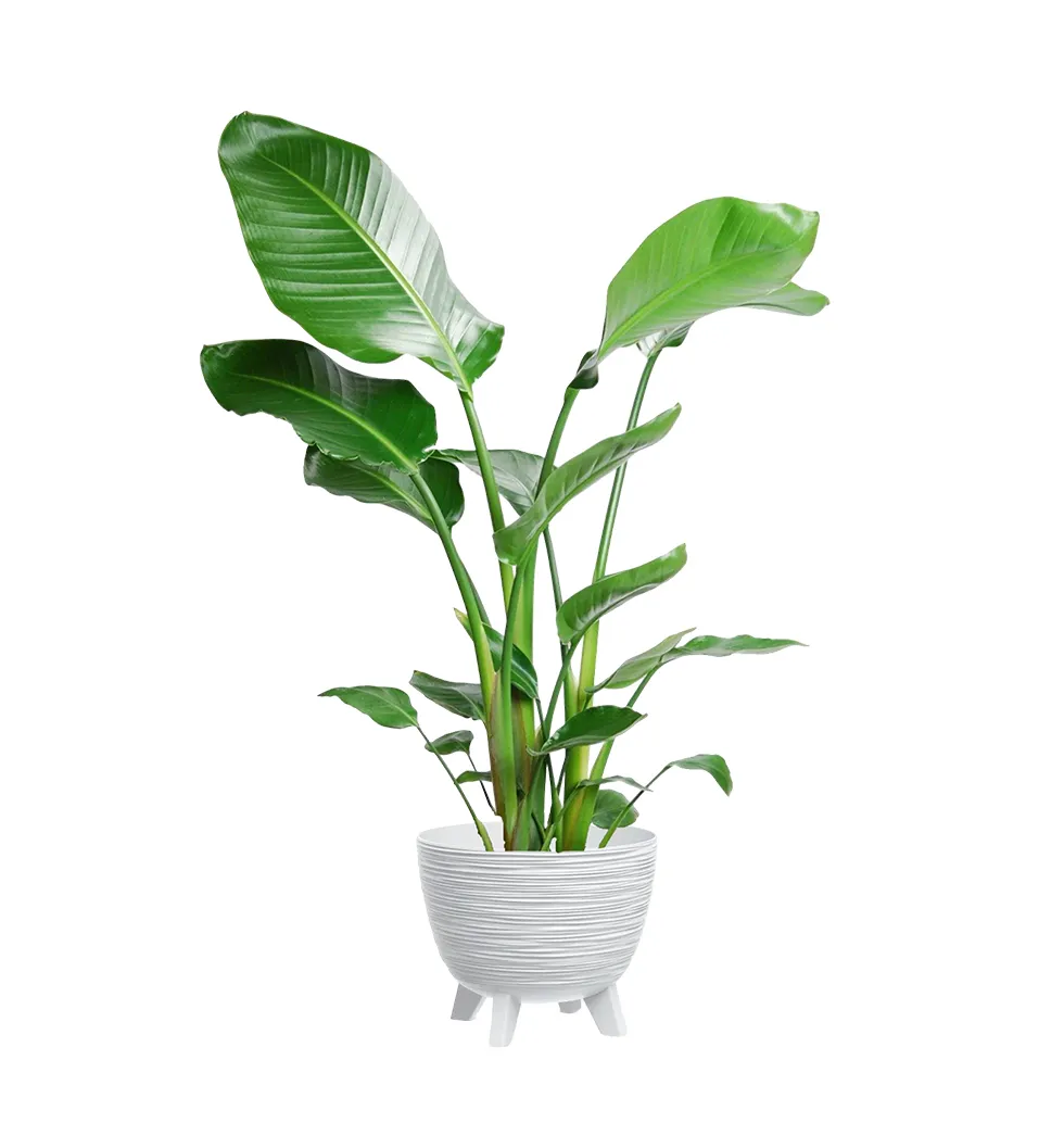 Exquisite Strelitzia Beauty