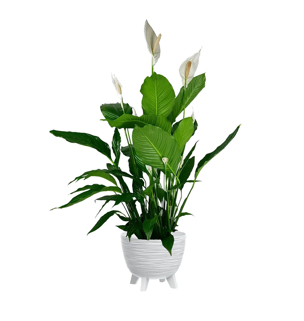 Spathiphyllum Serenity