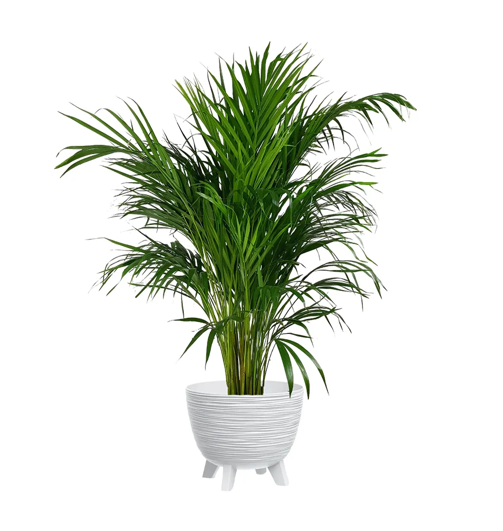 Lush Areca Palm Oasis